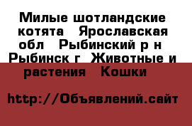 Милые шотландские котята - Ярославская обл., Рыбинский р-н, Рыбинск г. Животные и растения » Кошки   
